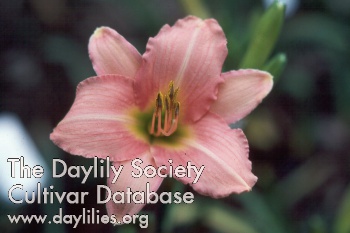 Daylily Jubilee Pink